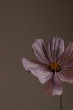 Violet Sandalwood 120 ml Reed Diffuser