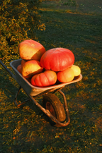 Autumn Harvest 12 oz scented candle