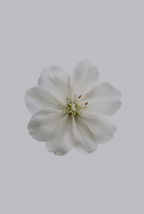 Sand + Paws Fresh Jasmine 12 oz scented candle