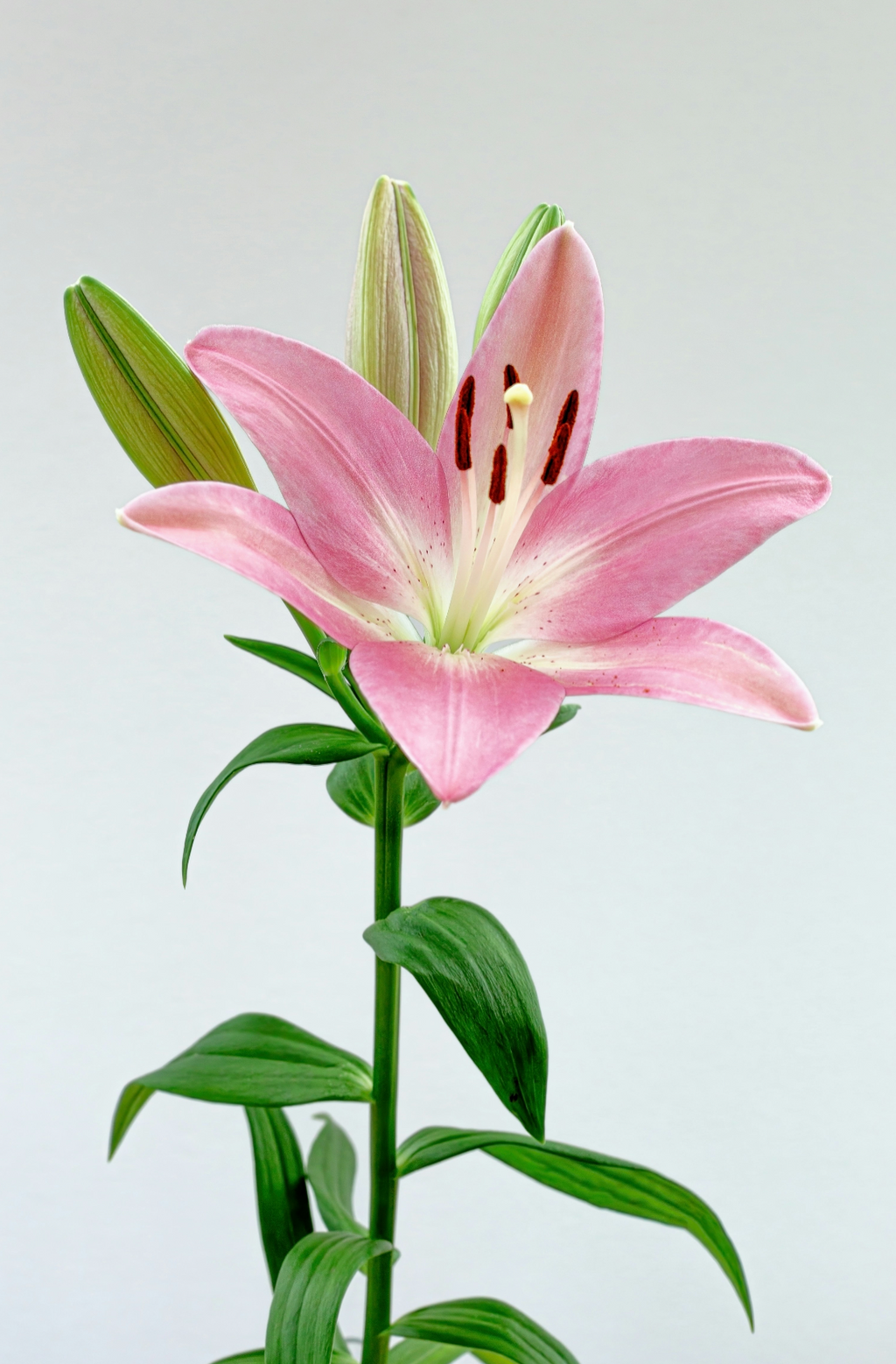 Peony & Lily 50 ml Perfume Oil Dropper