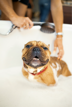 Sand + Paws Pet Shampoo & Conditioner - Lavender & Aloe