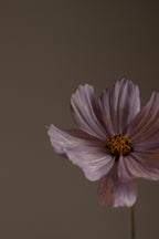 Violet Sandalwood Body Lotion